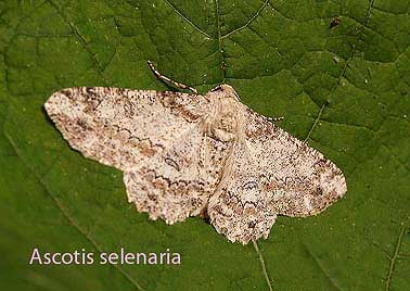 Ascotis selenaria